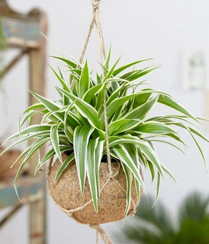 Cây dây nhện treo PITO