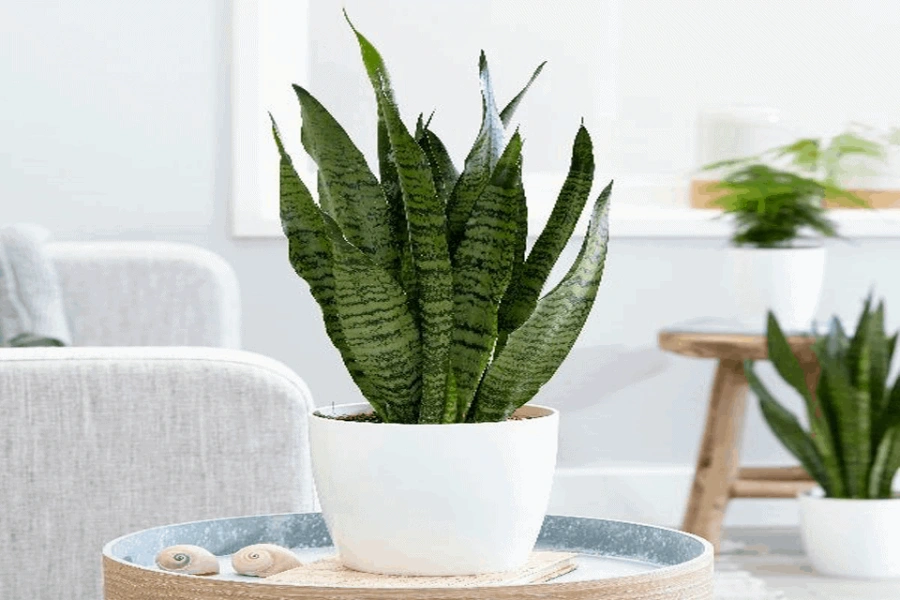 Cây lưỡi hổ PITO