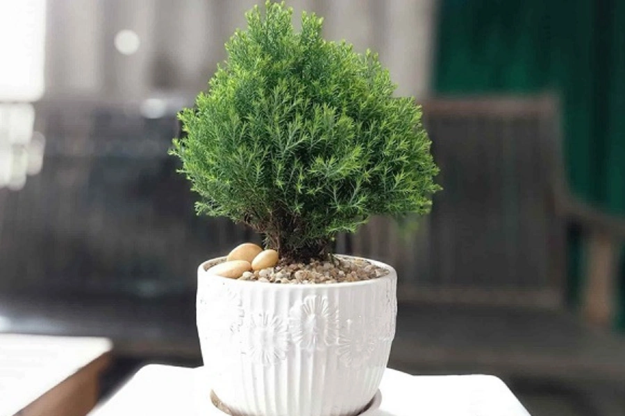 Cây tuyết tùng PITO
