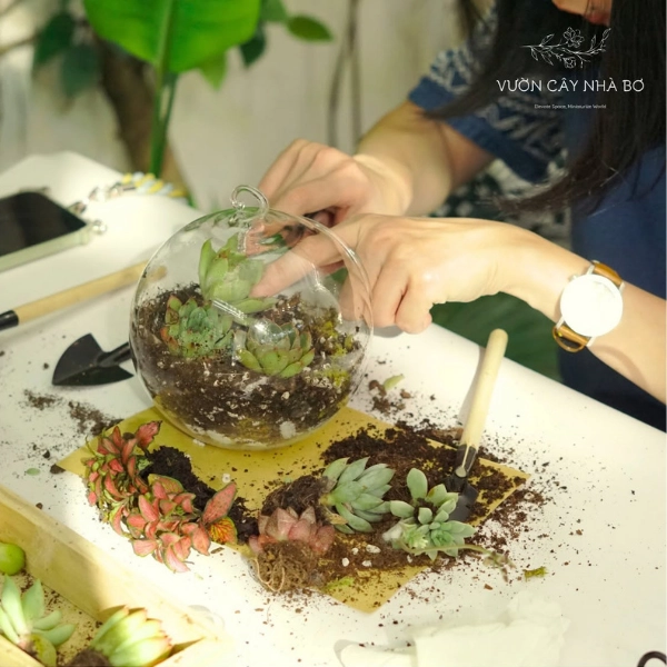 Hướng dẫn làm terrarium