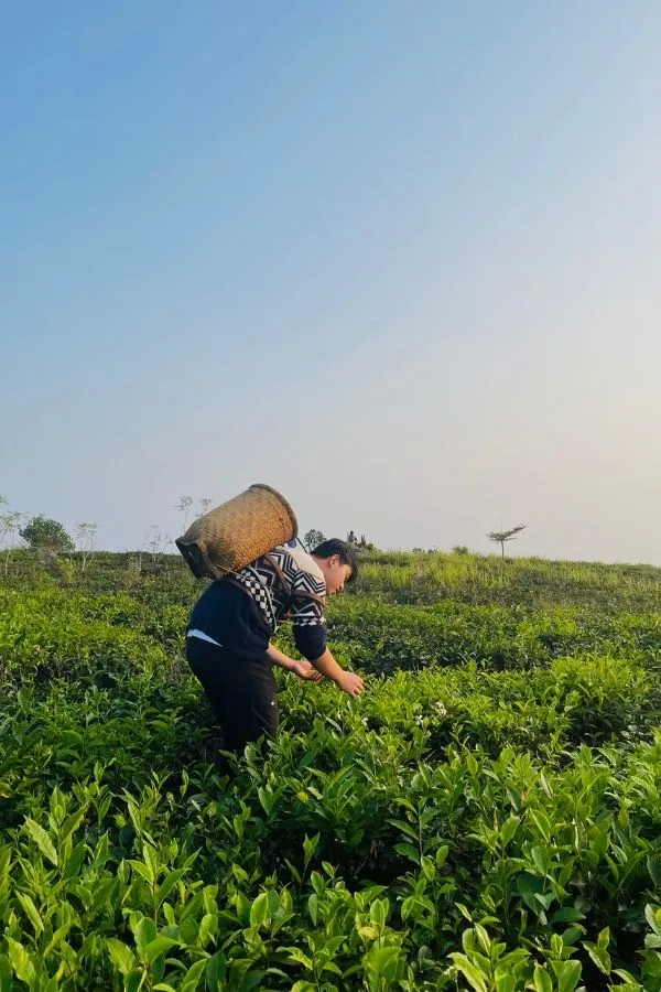Đồi chè tại Bảo Lộc Panorama